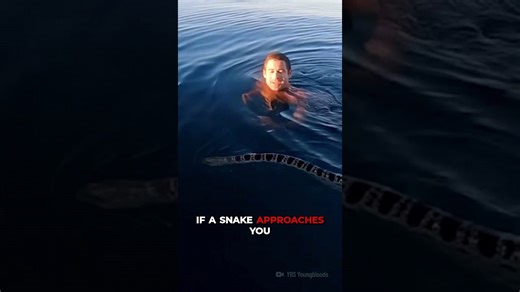 Survive a venomous sea snake bite with these tips