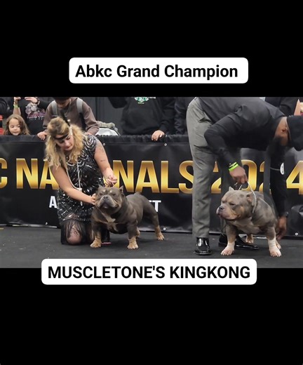 Just a replay of 2023 ABKC NATIONALS when ABKC GRCH MUSCLETONE'S KING KONG Won most extreme stackoff award ! | Bashar Daoud