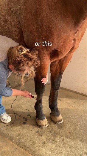 Listening First: How the Electro-Equiscope® Uses Real-Time Biofeedback