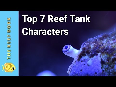 Saltwater Fish With Personality