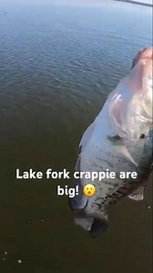 3.8K views · 34 reactions | Lake Fork has some monster crappie! Have you ever been? #facebookreel #fall #lakefork #texas #followme | KidKrappie | Facebook