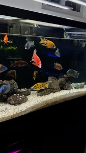 Water change for the African cichlids! Just using the python to drain and refill the water, quick scrub on the glass, and then add @brightwellaquatics Erase CL and Cichlid Code, and then we’re all set! | Cichlid Bros