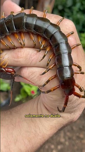 Disappointing Bite...