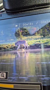 9.2K views · 367 reactions | A little behind the scenes of a Yellowstone wolf of the Wapiti Lake Pack, looking to cross the river... | T. Lyn Neufeld Photography | Facebook