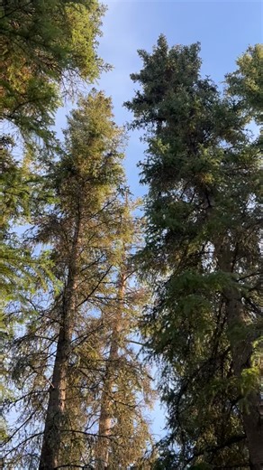 Joker squirrel kept throwing spruce cones at me - shhhh don’t you know I’m hunting and trying to be quiet 🐿️ 🤫 🤐 | Alaska Exposure
