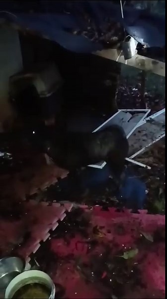 4.4K views · 37 reactions | Una storia delicata eviterei commenti offensivi per il bene del cane, grazie.. Frosinone Urgentissimo❌❌❌ A #Balù È STATA TOLTA LA SUA DIGNITÀ Ogni cane ha diritto ad una vita dignitosa libera dalle sofferenze dell'abbandono, dell'indifferenza , dell'odio e dell'ignoranza. Le immagini dicono tutto, a Balù non rimane niente. Ha circa 5 anni Aiutiamolo non può finire così Per adozione o stallo 339 836 2187 | Adotta un cucciolo Frosinone | Facebook