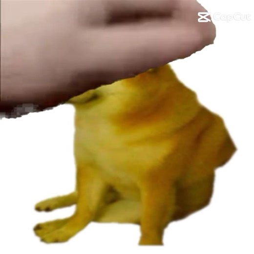 cute Cheems #cheems #cheemsdog #cute #capcut