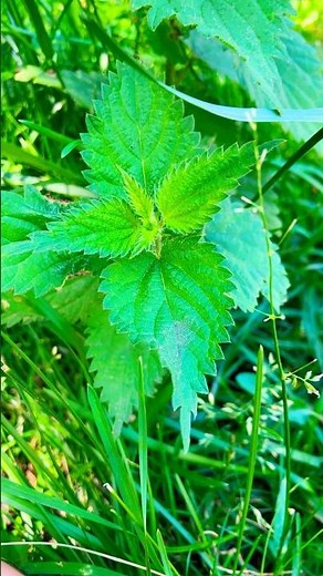 Stung by Stinging Nettles! Natural Remedy for Nettle Stings