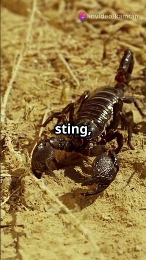 Scorpion vs Tarantula: Epic Showdown!#spider #tarantula