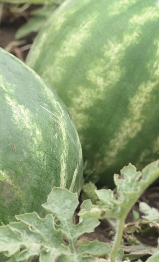 Watermelon season is more than sweet... it’s a story worth sharing. 🍉 Who LOVES fresh watermelon season? www.watchacrestv.com/livetofarm Live To Farm | AcresTV