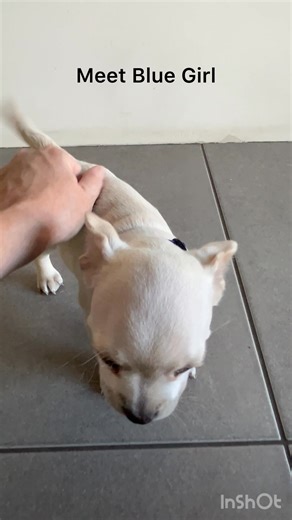 All our litters are named for alphabetical cities. This is the “A” litter. Meet Ada, Aurora, Arcadia, Afton & Adams 💕 We have two wired hairs & 3 short hairs…DNA results will be revealed soon! Which baby would you take home as your furever pup? | Arizona Poodle Rescue