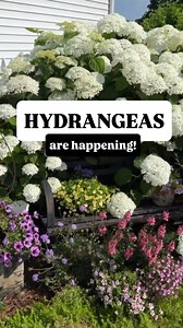 Are you a hydrangea fan? These are the easiest hydrangeas in the world. I have a reel on how to prune them in the spring (so dang easy) and then they look like a million bucks this time of year. I’m a fan!‘Incrediball’ hydrangeas #hydrangeas #incrediball #flowergardening #beginnergardener | Hey Honeysuckle