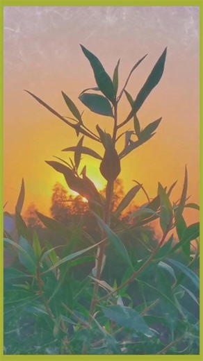 #Sunrising morning 🌅 time. #panther animal#amazon rain forest #wild animal short video #amazonwild