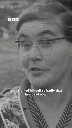 The consequences of cutting down an old bush? They can be fairy, fairy bad! 😨 Happy Halloween! 🎃 #Halloween #BBCRewind #Archiveni #NorthernIreland | BBC Northern Ireland