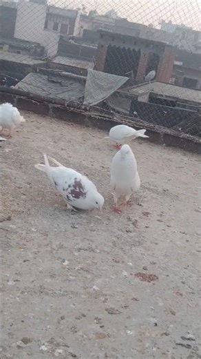 Barota song Sidhu Moose wala #sidhumoosewala #punjabisinger #punjabisong #youtubeshorts #viralshorts