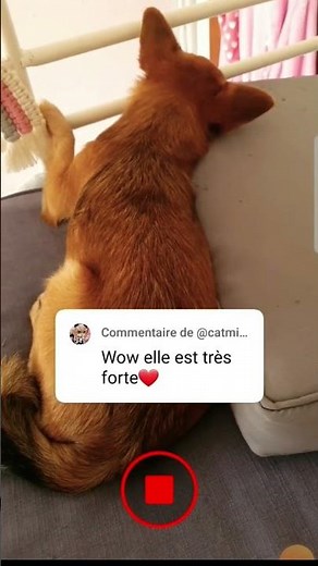 tuto comment faire pour mettre un commentaire sur un short