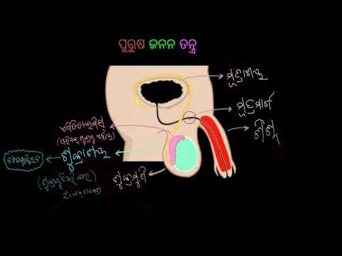 male reproductive system[odia] | Reproduction in animals | Class 8 | Science | Khan Academy