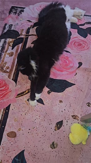 Sasha having all kinds of fun🥹 #cats #catshorts #catsofyoutube #tuxedocat #cutecats #shorts #kitties