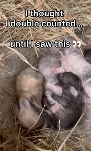 I’m Not Crazy… This Baby Bunny Explains Everything | Day 8 Holland Lop Color Reveal
