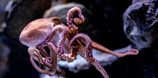 Octopuses can defy their genetic instructions – and it’s slowed down their evolution