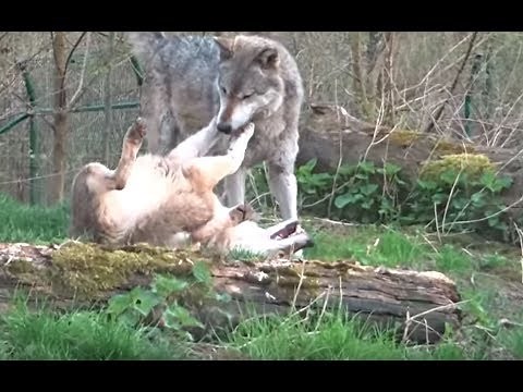 Wolf Pack Play Time, Alpha and Omega, Wolfsbrüder spielen (Zoo Worms)