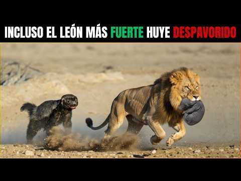 EL DEMONIO DE 10KG: El Único Animal que Ni los Leones se Atreven a Cazar