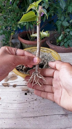 How to grow Bougainvillea from cuttings | bougainvillea plant propagation