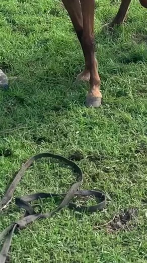 Animal Breeders 🐴😻 (@animalbreeding6)’s videos with original sound - Animal Breeders 🐴😻