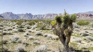 Yucca tree in Desert Landscape pan shot. Cinematic shot of a yucca tree in Nevada's Mojave Desert. USA. 4K