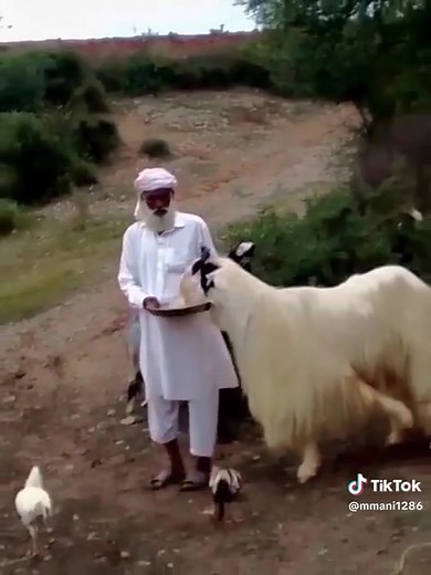 7.7K views · 527 reactions | AI Overview For Facebook posts about betel goats, use hashtags like #BetelGoats, #BetelLeafGoats, #GoatsAndBetel, #GoatFarming, #Livestock, #FarmLife, Goat breed of Kashmir Punjab | Goat breed of Kashmir Punjab | Facebook