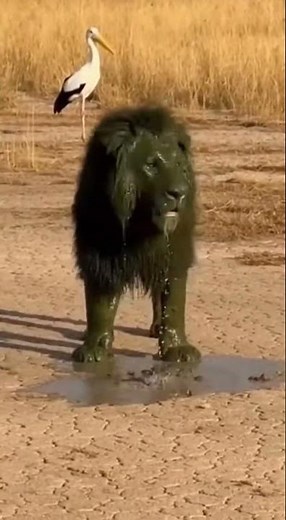 Lion Bites Rhino Butt - Gets HEAD COVERED - VOMITS! 🤮