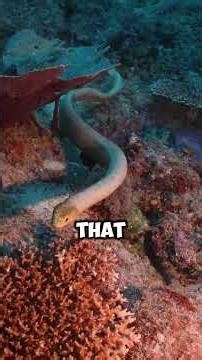 The Sea Snake That Swims Like a Floating Ribbon 🌊🐍 (You Won’t Believe This!)