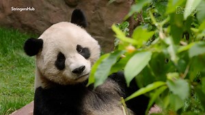 San Diego Zoo Shares First Video of Its 2 New Pandas from China