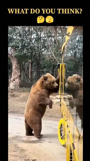 What is the bear doing? 🤪 | animals funny 🐾 #animalshorts #funny #funnyanimal