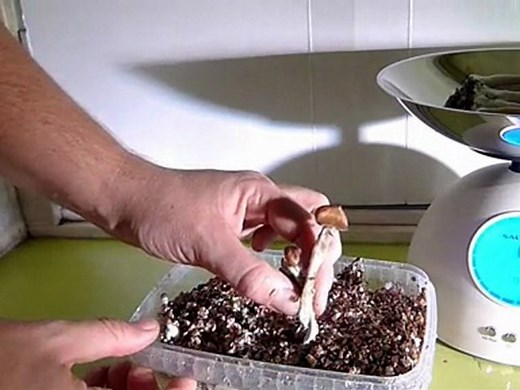 Instructions Magic Mushrooms Grow Kit -PART III |getmagic.eu