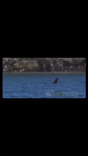 I just can’t believe people are still doing this… #thisneedstostop #whydowedothisstuff #why #helpthem😢🙏 #STOPSEAWORLD #stopthis #fyp #letpplseethistiktok