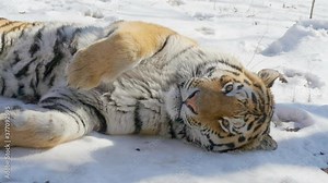 Siberian tiger laying down yawning