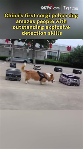 10K views · 100 reactions | Fu Zai, China's first police dog of the corgi breed, has broken the public's stereotypes and captured netizens' hearts with his signature smile, short legs, and most importantly, his outstanding skills in explosive detection. #Trending For more: https://english.cctv.com/ | CCTV | Facebook