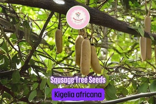 10 Sausage Tree Seeds – Kigelia Africana – Exotic African Tree With Unique Fruit – Rare Tropical Ornamental for Garden or Bonsai - Etsy