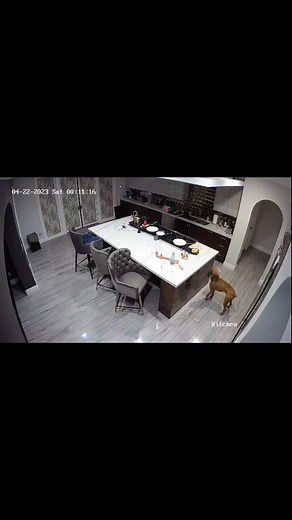 Idk what is more impressive?!? Turbo reaching for my food that I desperately couldn’t wait to eat once I got home or taking the shrimp off the skewer with his paws clean ?? 🤔 At the time I was 😡 but I’m more impressed when I see this | Darren Collison