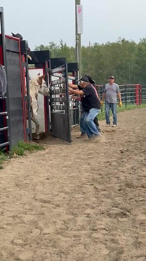 GWTTN 2025 Futurity - 2 yr old 2/3 place 87.5 pts #Z26 owned by Incredi-Bull Rodeo (Dwayne Bull) #1futurityassoc #futurityoffortunesssale #cmbhbucksmore @topfans | Canadian Made Bucking Horses