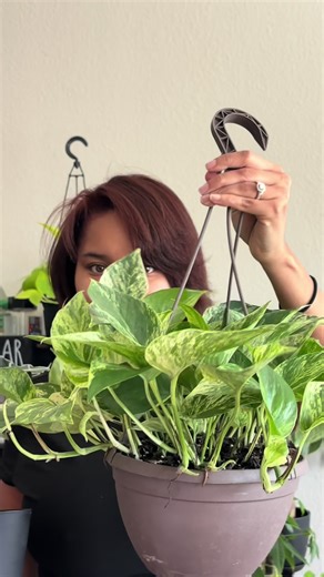 I’ve been a plant mommy for about 3yrs but this year I want to expand drastically. Plants have been bringing me so much joy lately. 🪴 #plantmom #plantmomlife #newplantmom #plantsmakepeoplehappy
