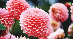 Comment faire pour avoir de beaux dahlias en pot ?