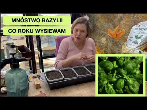 Bazylia To Ważna Towarzyszka Pomidorów I Papryk