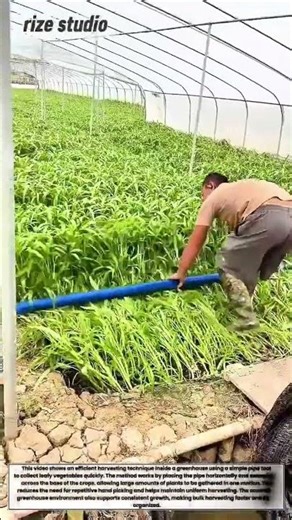 Fast Harvesting Hack in Greenhouse Farming | Boost Productivity Instantly