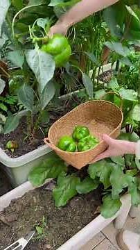 Harvesting Organic Fruits & Veggies in the Rain 👩‍🌾🧺 #farmerslife #naturevlog #villagelife #vlog