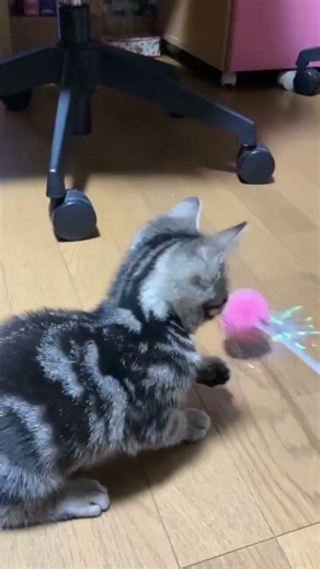 アメリカンショートヘア ダイスくん(仮名) Part.3 #子猫 #アメリカンショートヘア #勝井農園