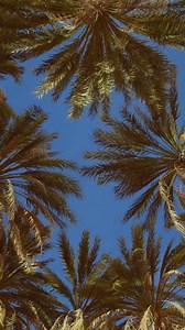 tropical palm trees from below