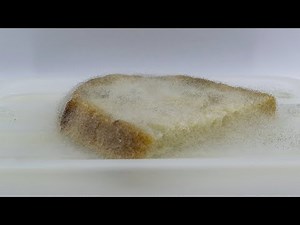 Bread Molding - time lapse [4K]