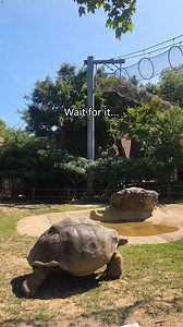 🛑 Tortoise crossing! | Philadelphia Zoo